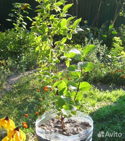 Чубушник садовый жасмин 4-хлетние саженцы