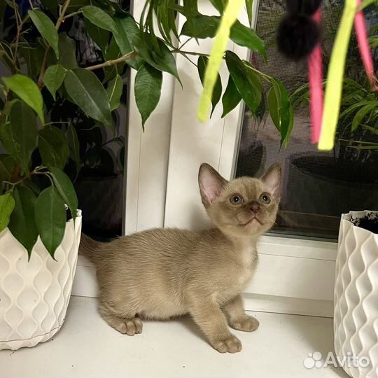 Бурманский кот