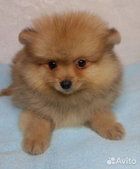 Мальчик шпица с документами