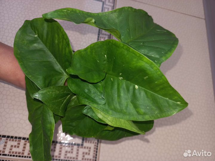 Сингониум Панда (Panda)