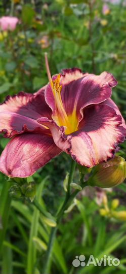 Лилейники сортовые