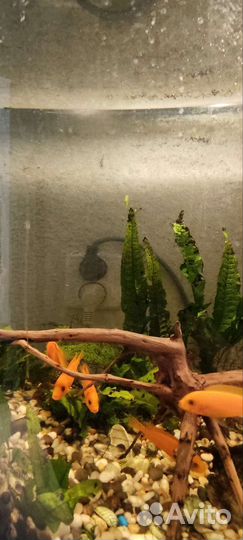 Цихлиды красная зебра