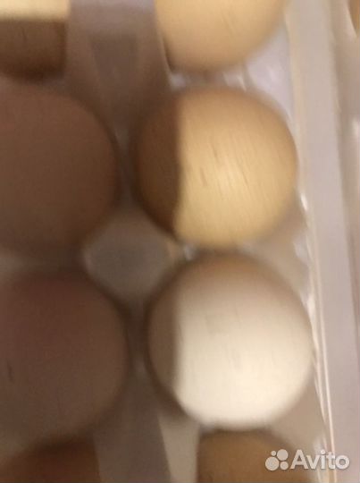 Яйца куриные домашние