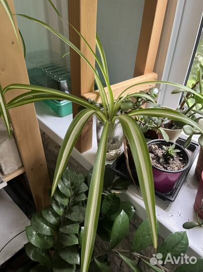 Хлорофитум