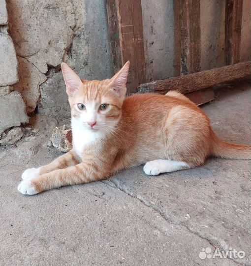 Котенок мальчик в добрые руки