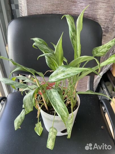 Аглаонема Мария