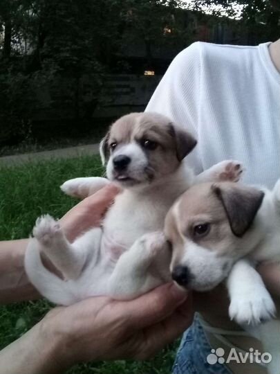 Щенки Джек Рассел Терьер