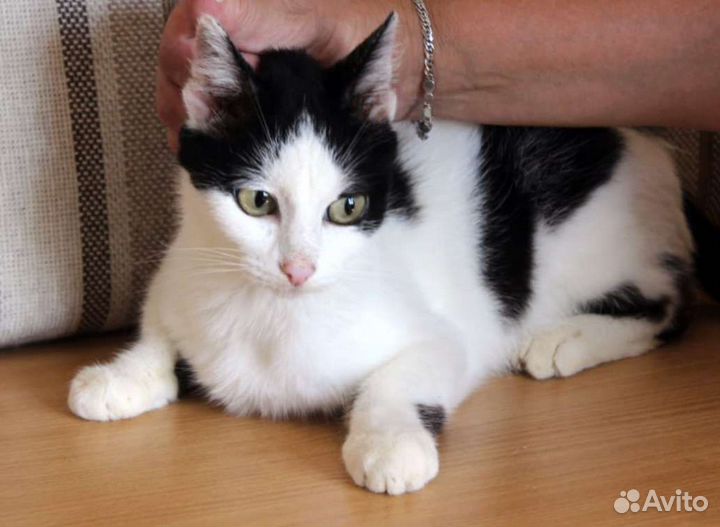 Кошка в добрые руки