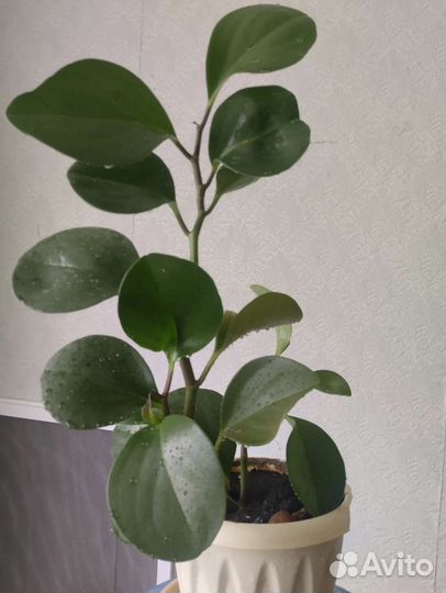 Пеперомия туполистная