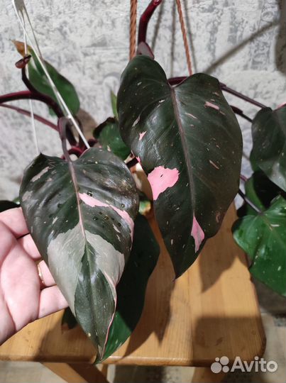 Филодендрон розовая принцесса