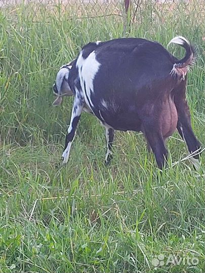 Англо нубийские козлята