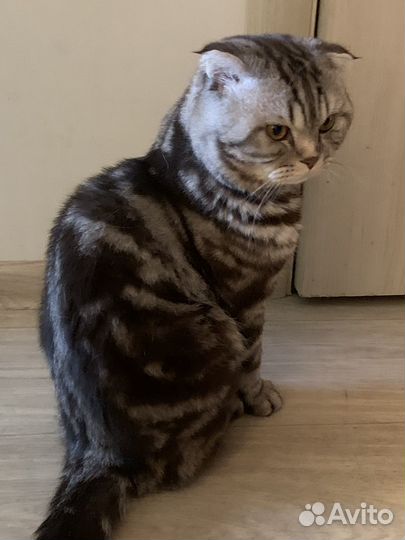 Шотландский кот