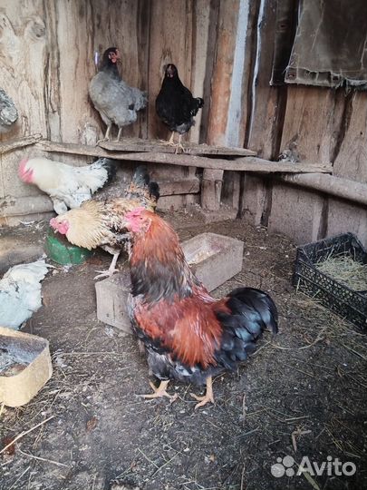 Молодые петушки