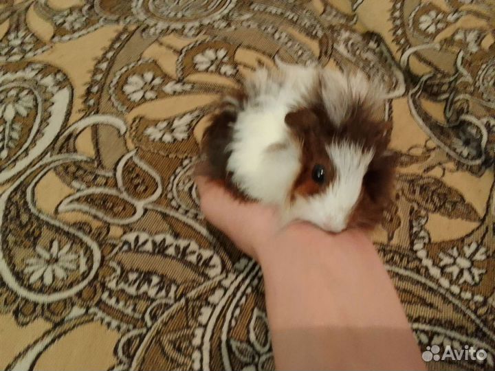 Морские свинки