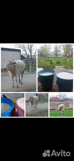 Корова дойная