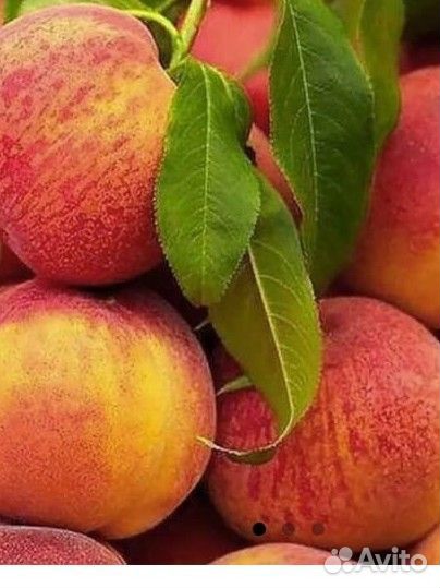 Саженцы плодовые