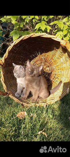 Бурманские котята