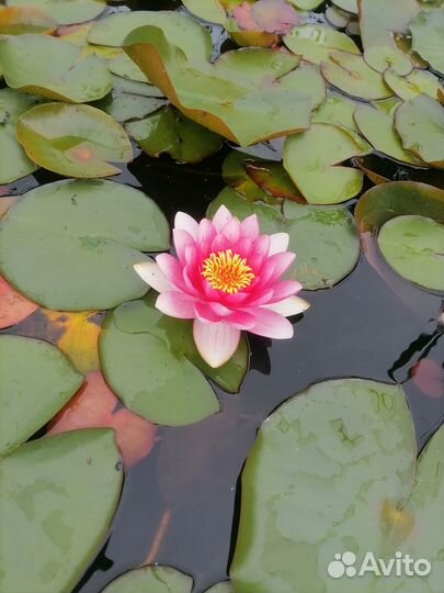 Водная Лилия, нимфея