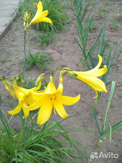 Сортовой лилейник