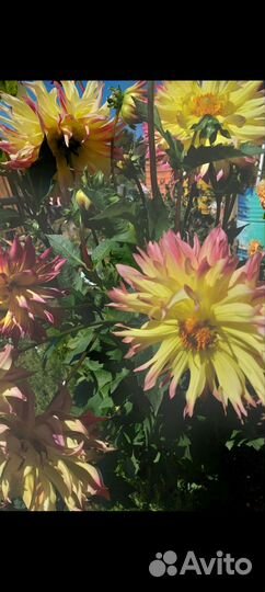 Корни георгин