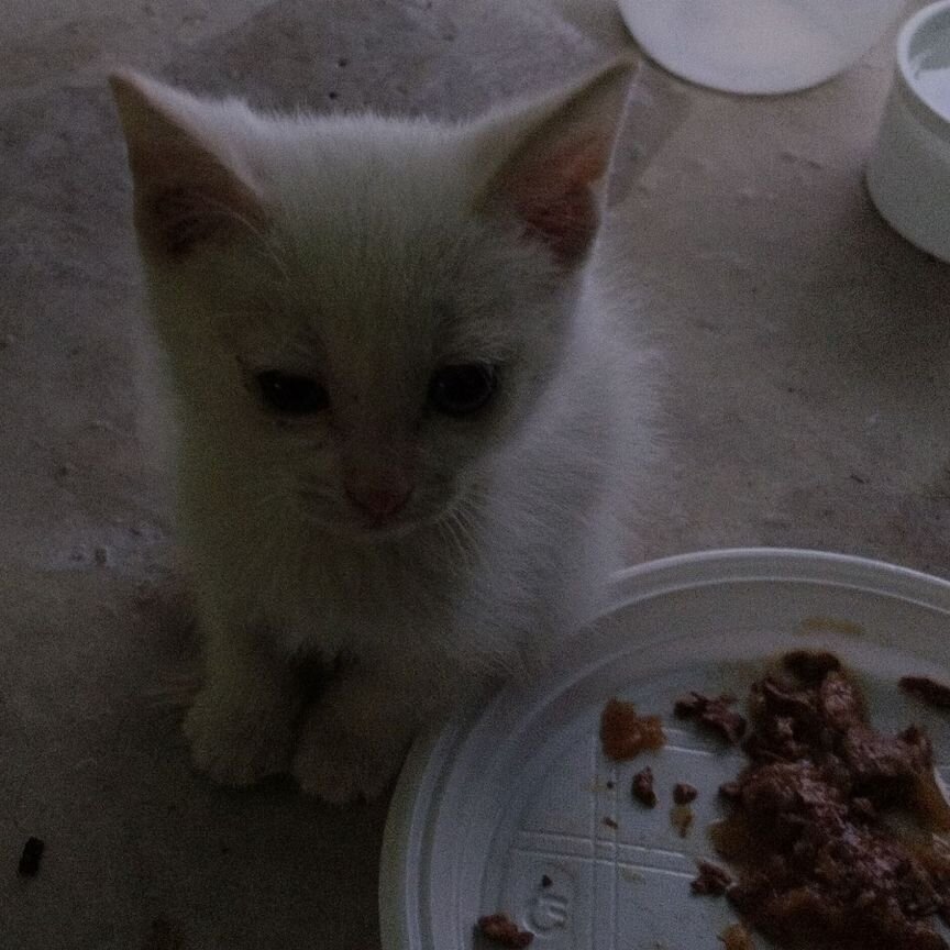 Котята в добрые руки бесплатно