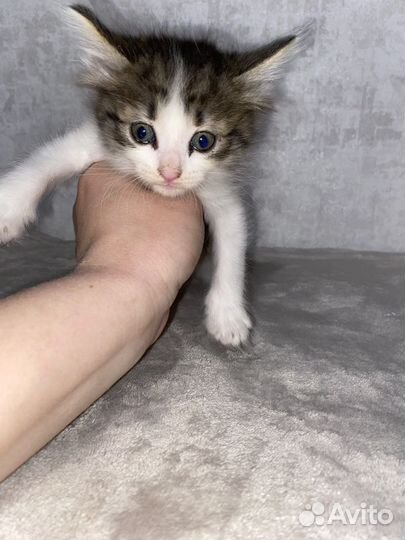 Котята в добрые руки бесплатно