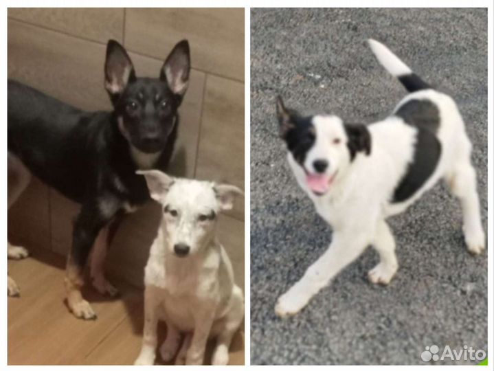 Щенки собачки