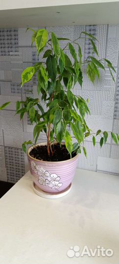 Фикус бенджамина