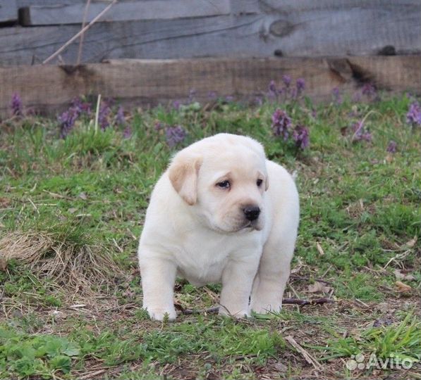 Палевый Лабромальчик