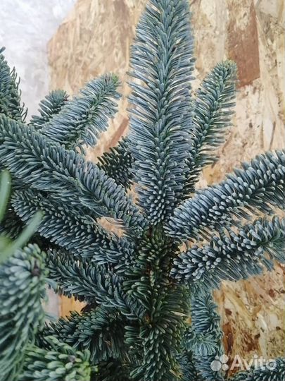 Ветки нобилиса