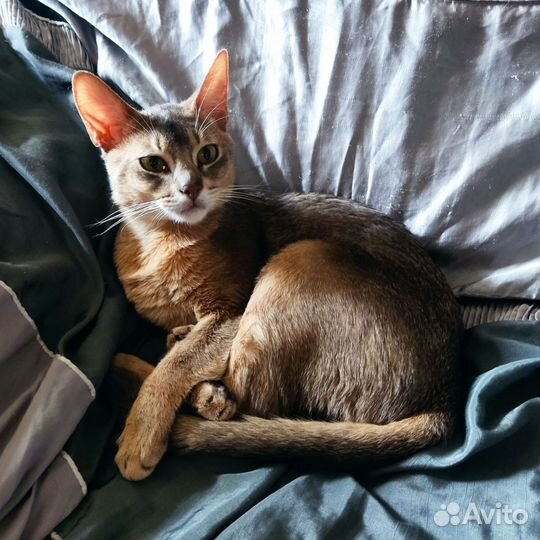Абиссинский кот вязка