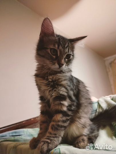 Пушистый котенок девочка