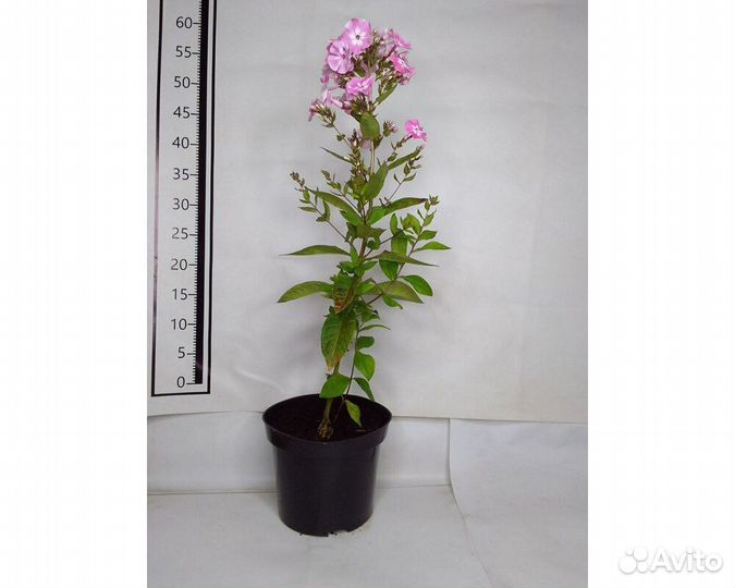 Флокс метельчатый Pink Lady