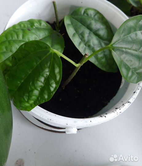 Клеродендрум