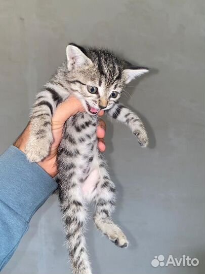 Кошки и котята
