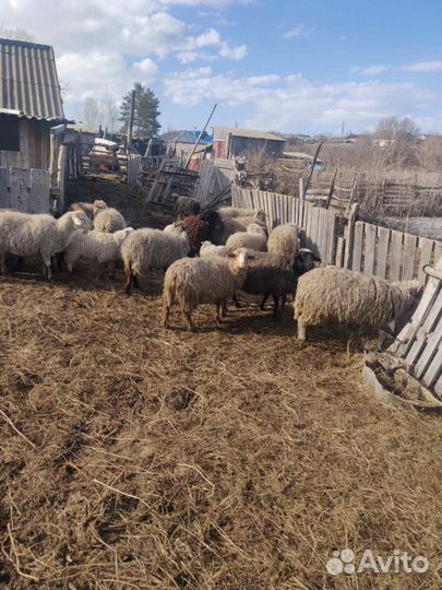 Овцы бараны ягнята оптом