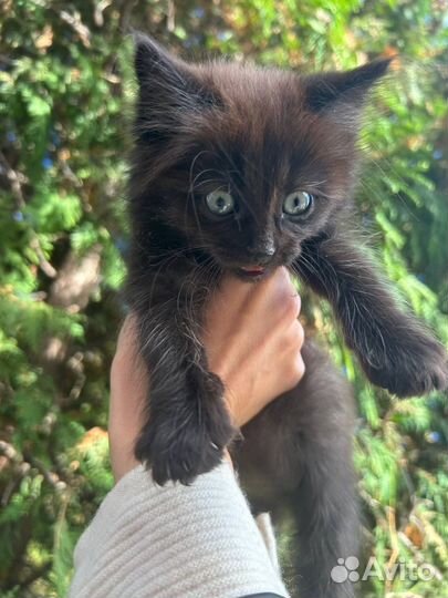 Котята бесплатно