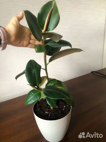 Фикус каучуконосный