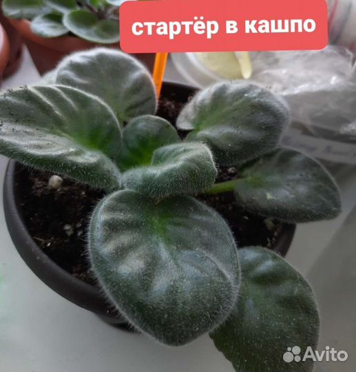 Сортовые фиалки (стартёры)