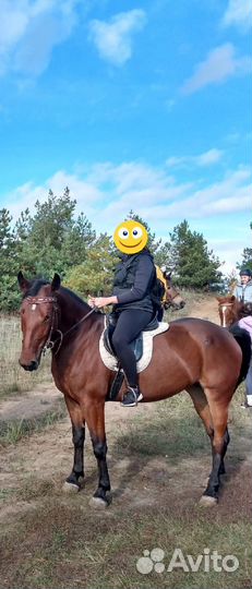 Лошадь 2018 гр
