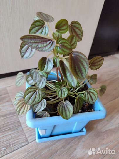 Комнатные цветы 2