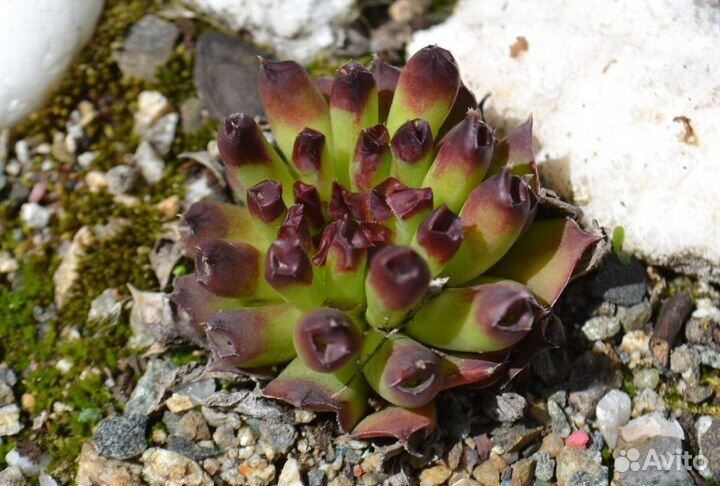 Молодило Каменная Роза - набор 17 сортов 25шт