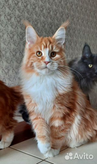 Мейн-кун кошка в красном серебристом окрасе