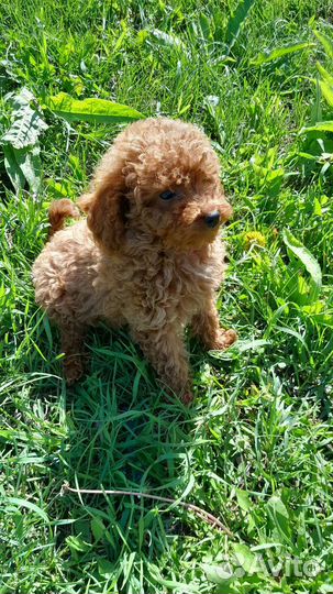 Той-пудель (мальчики)