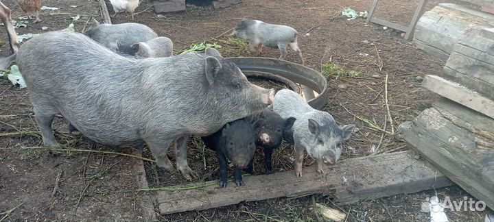 Вьетнамские поросята, Козлята