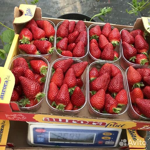 Клубника Auge ремонтантная новинка