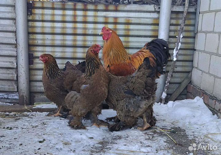 Инкубационное яйцо Брама, Джейсерский, Мехеленская