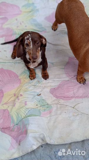 Щенки мини таксы