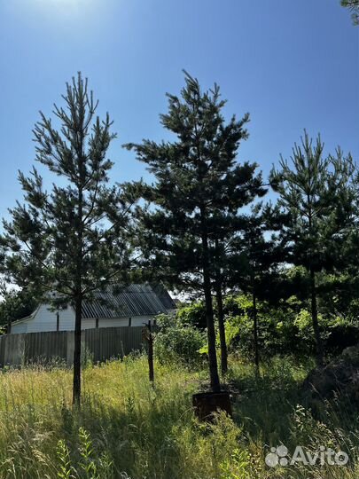Сосна живая дерево