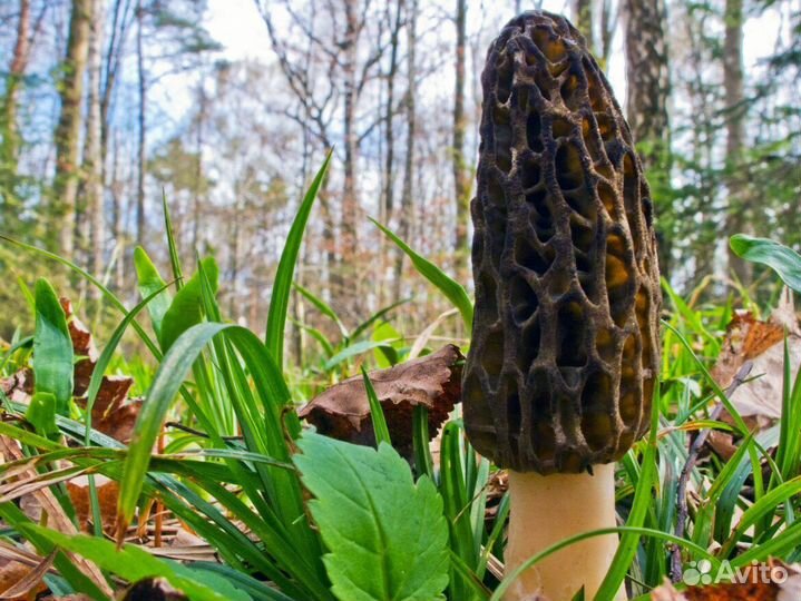 Сморчок (конический) мицелий